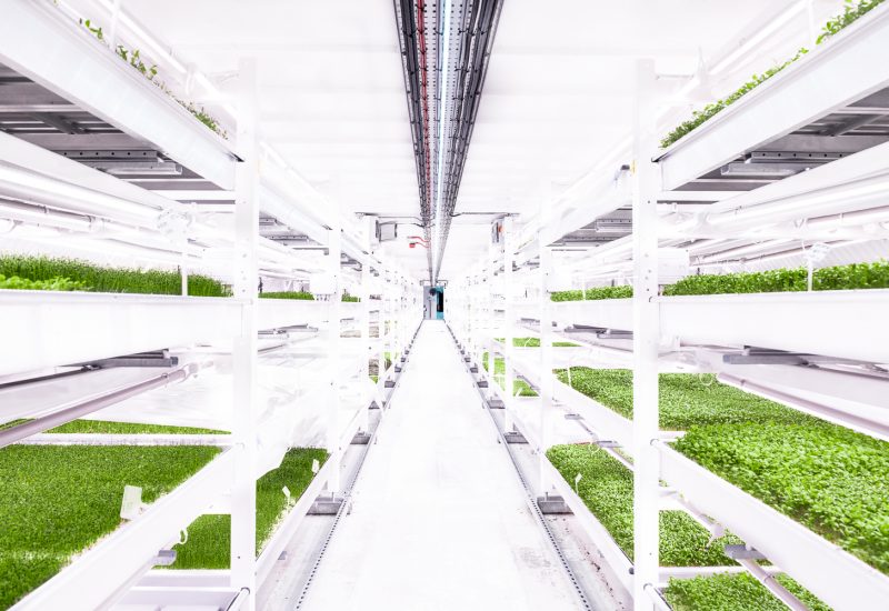 Micro Herb farm in a WWII bunker in Clapham