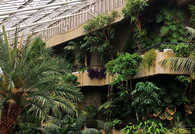 The interior of the barbican conservatory